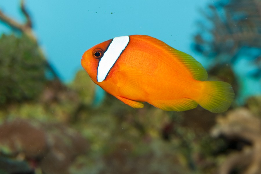 Tomato Clownfish (Amphiprion frenatus) in Aquarium